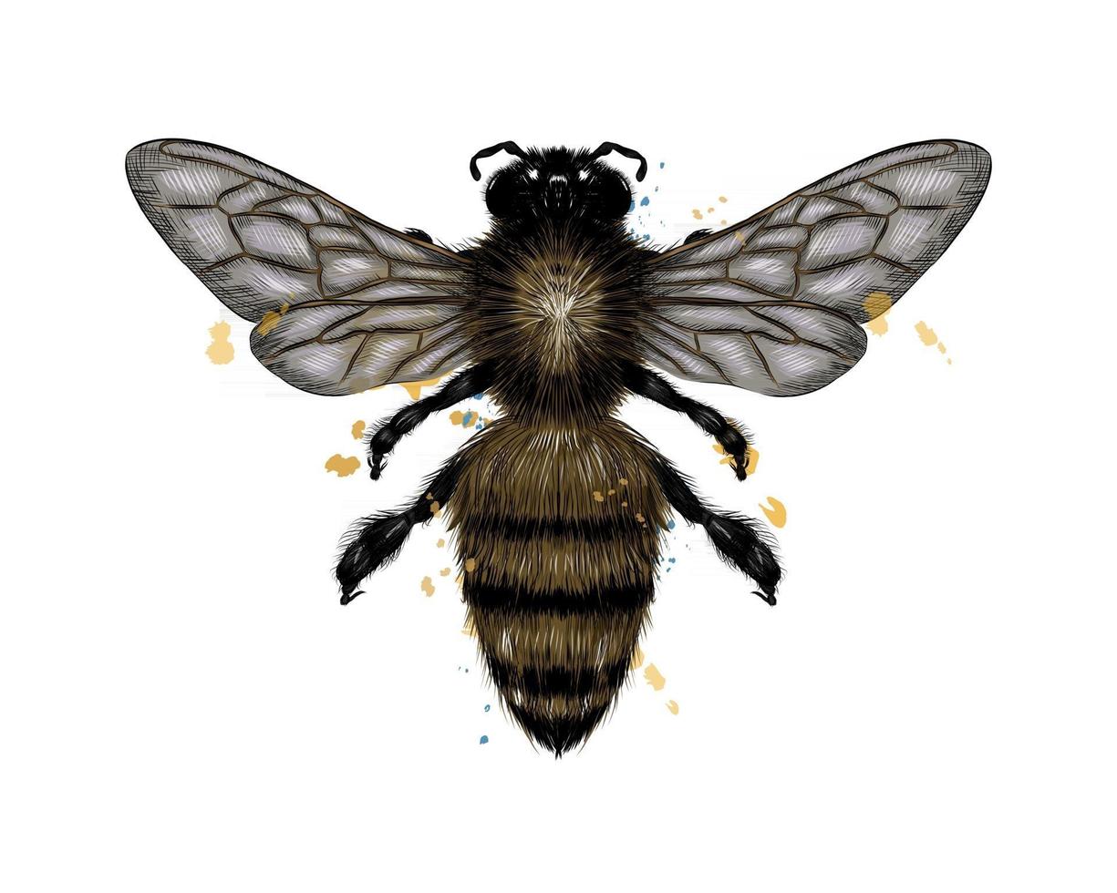 abeja, avispa de un toque de acuarela, dibujo coloreado, realista. ilustración vectorial de pinturas vector