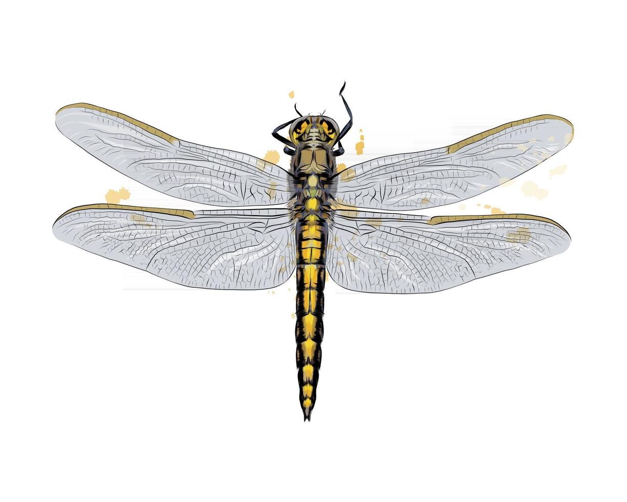 Dragonfly from a splash of watercolor, colored drawing, realistic. Vector illustration of paints