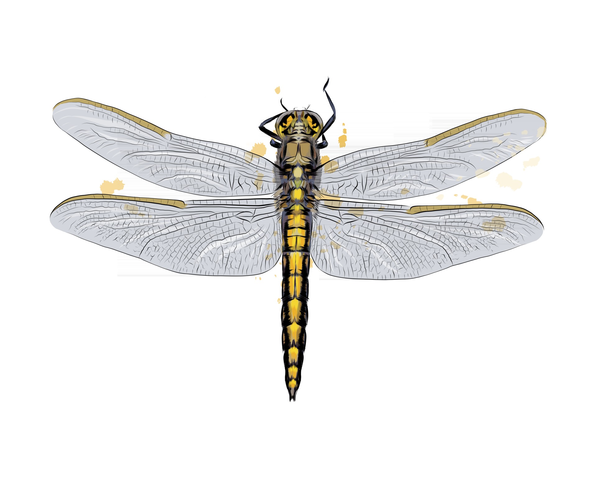 Dragonfly From A Splash Of Watercolor Colored Drawing Realistic Vector Illustration Of Paints 2727215 Vector Art At Vecteezy