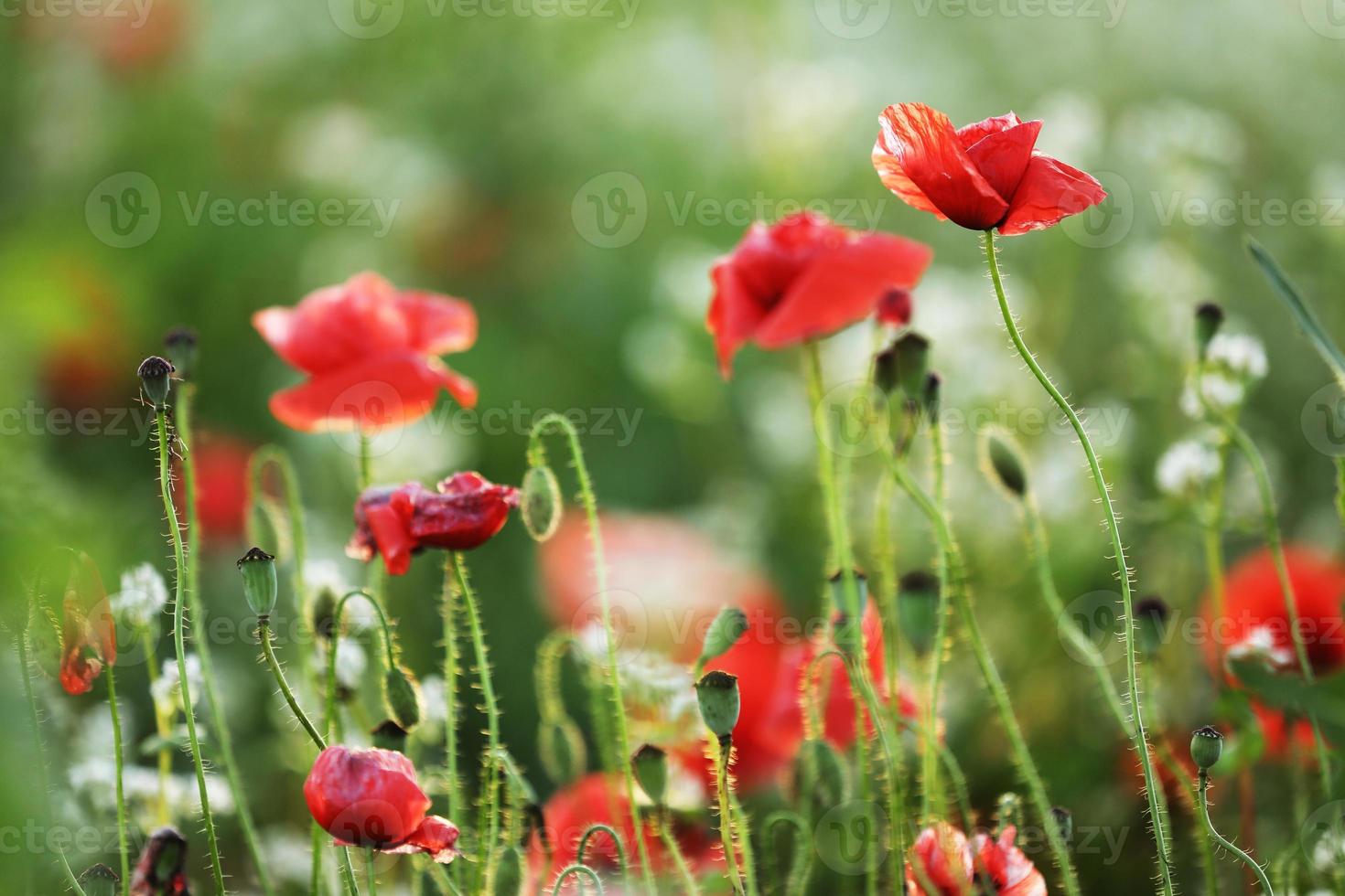 Campo de flores de amapola de maíz Papaver rhoeas en primavera foto