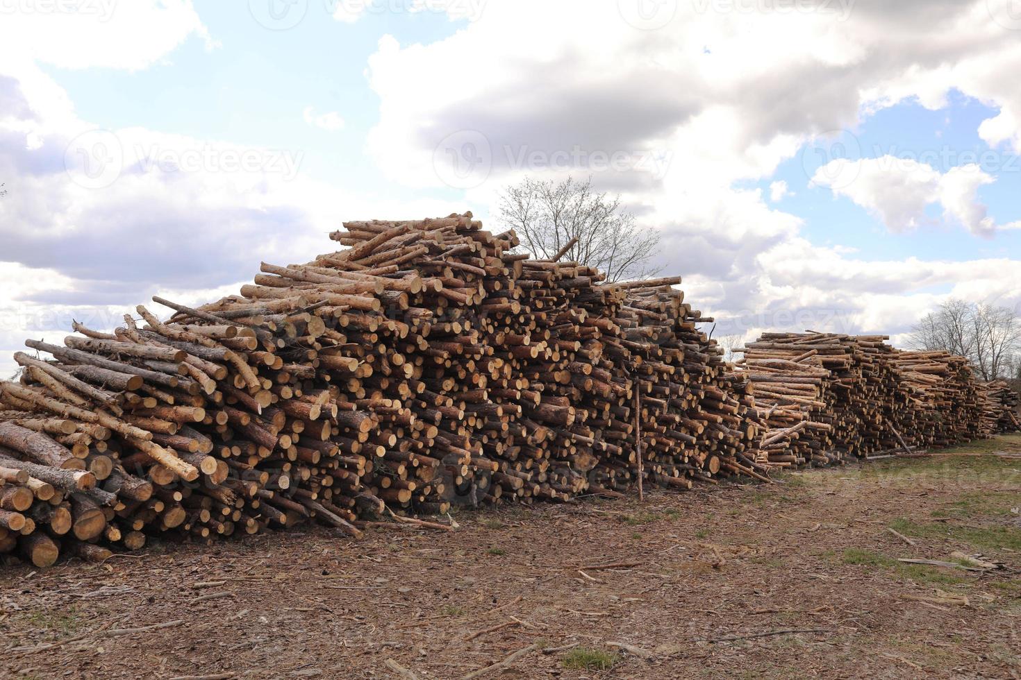 Vista lateral de madera comercial, troncos de pinos después de la tala total del bosque. deforestación incontrolada. enfoque selectivo. foto