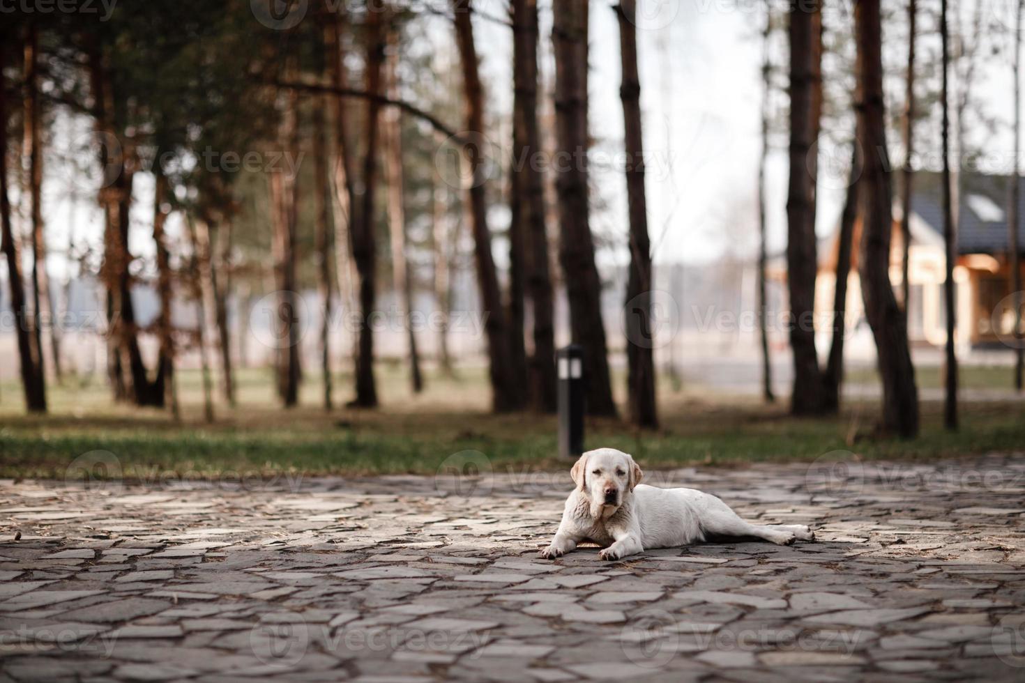 Labrador retriever solitario relajarse al aire libre en el parque foto