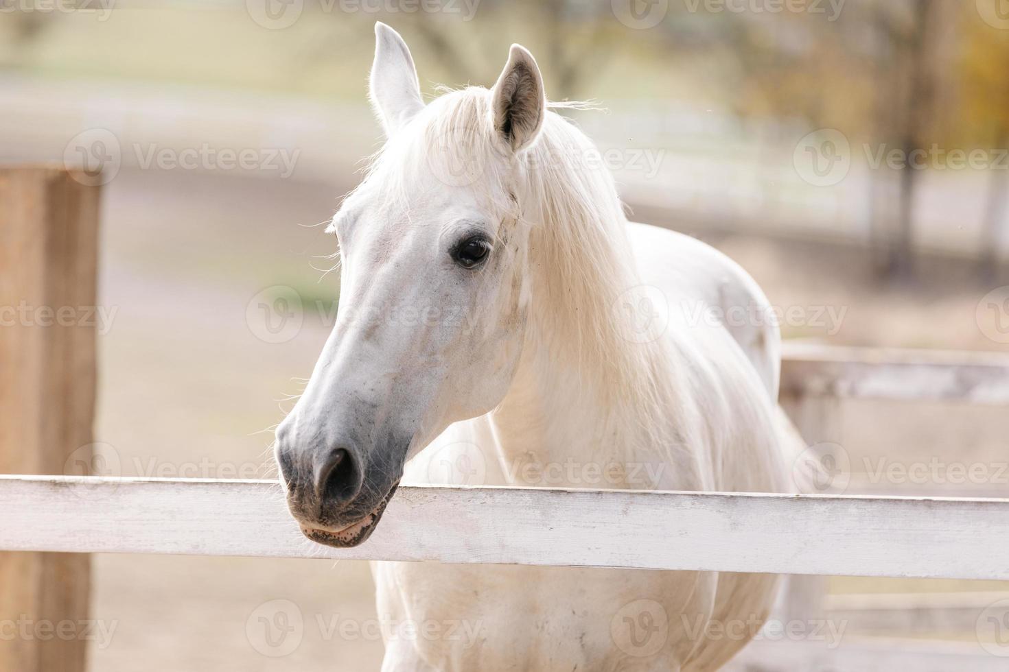 Beautiful white horse in the corral photo