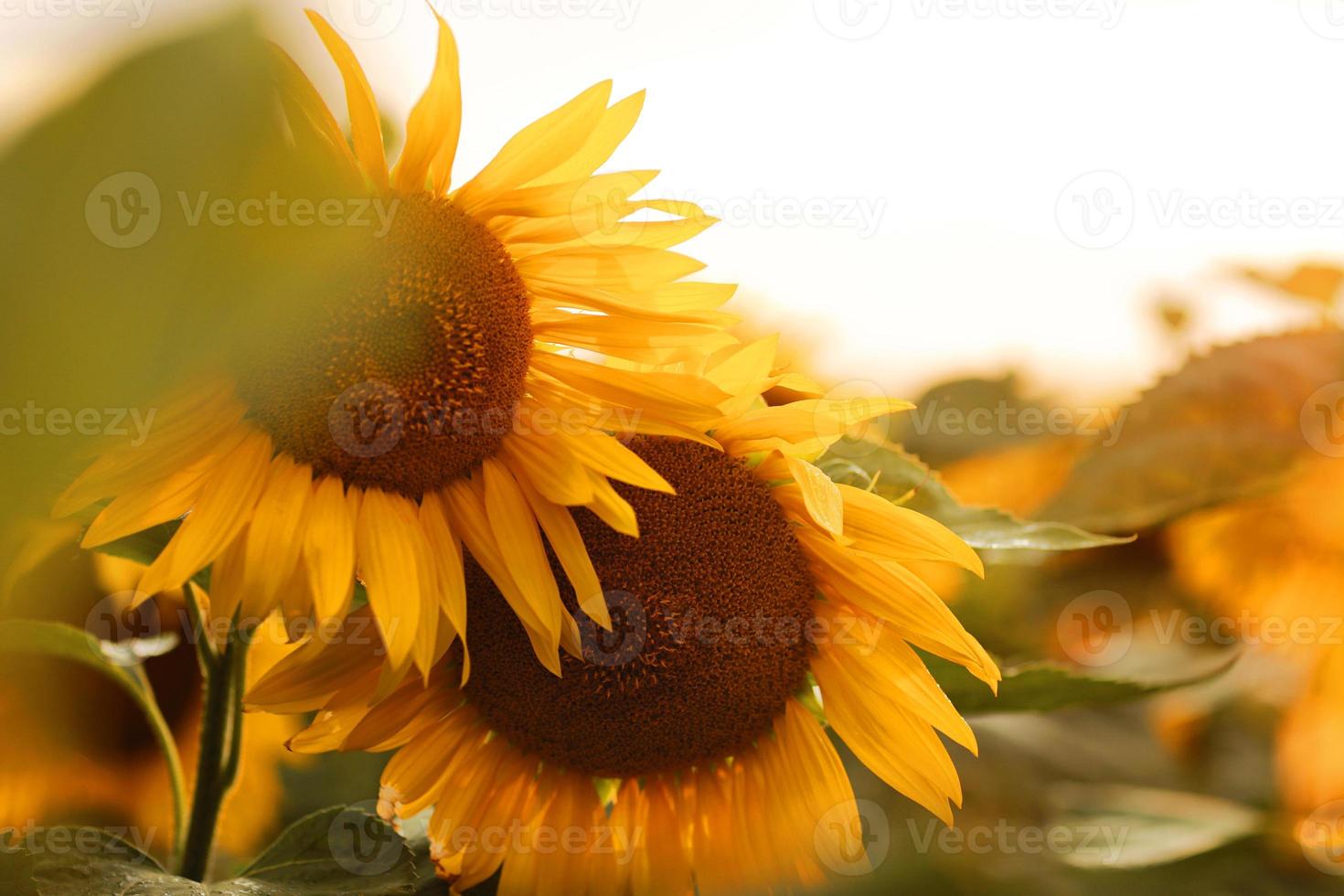 Sunflower natural background photo