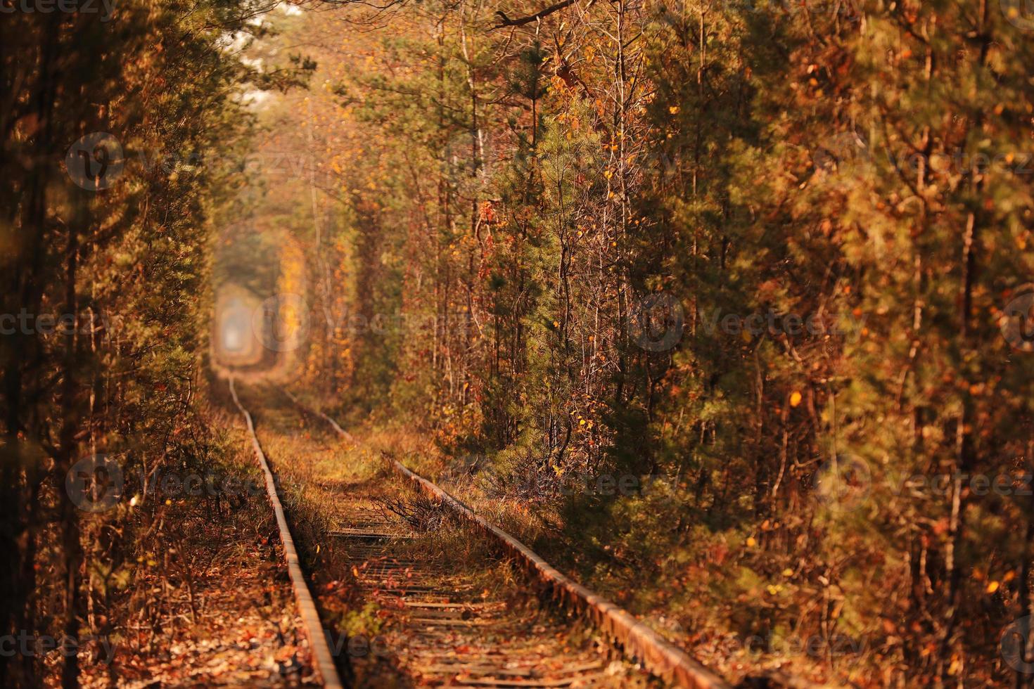 Tunnel of Love in Ukraine photo