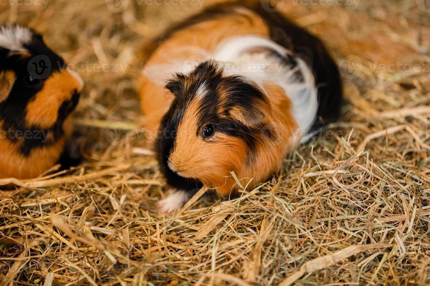 Cute guinea pig on hay photo