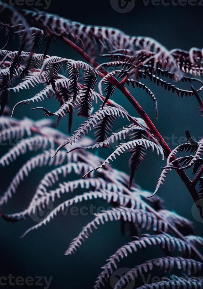 hojas de helecho morado en primavera foto