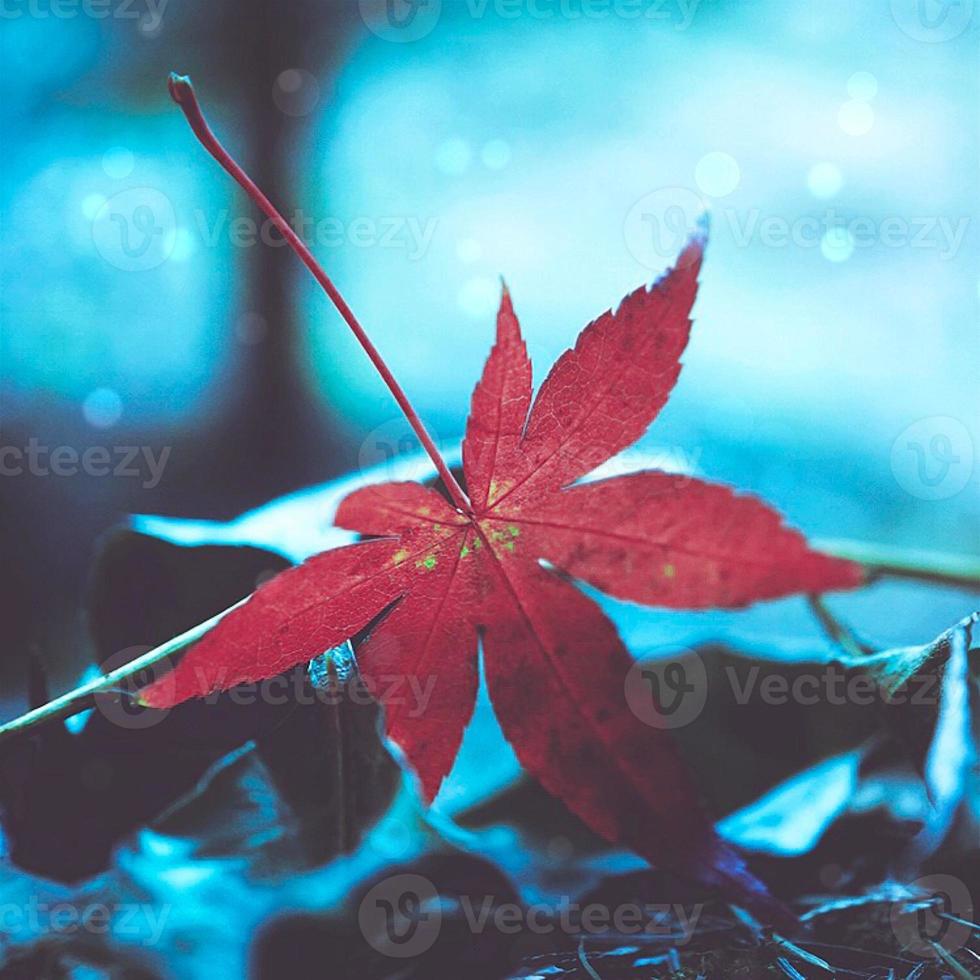 Red plant leaves in autumn season photo