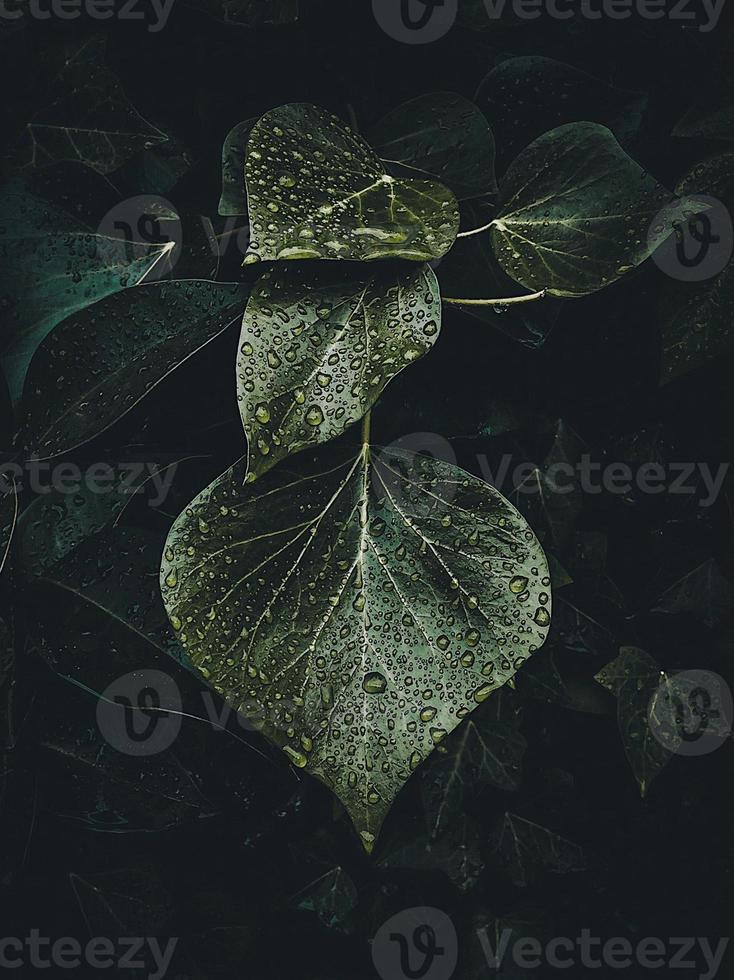 Green plant leaves in summer season photo