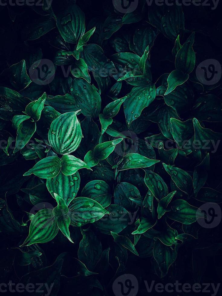 hojas de plantas verdes en temporada de verano foto