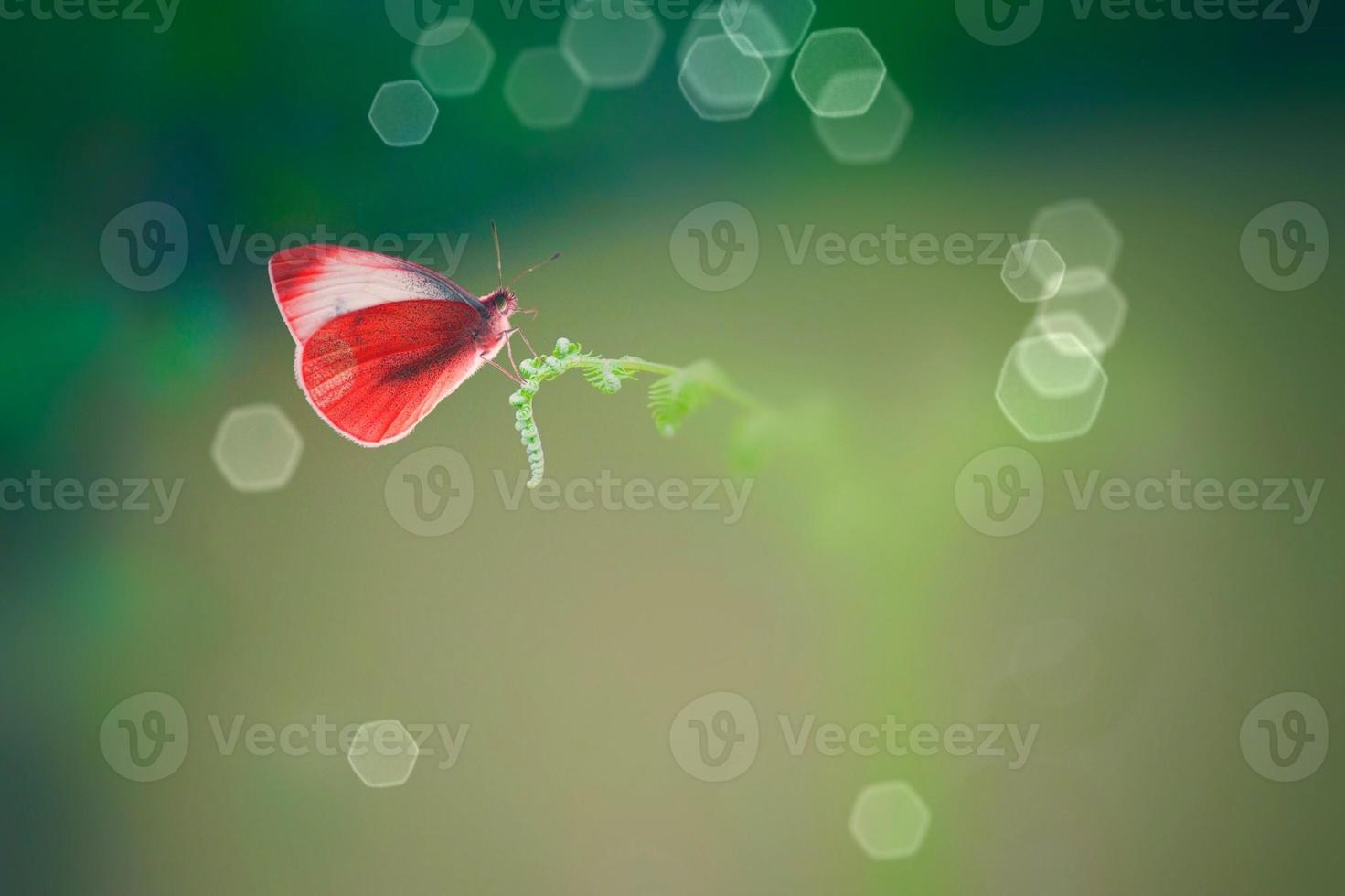 Butterfly in the nature photo