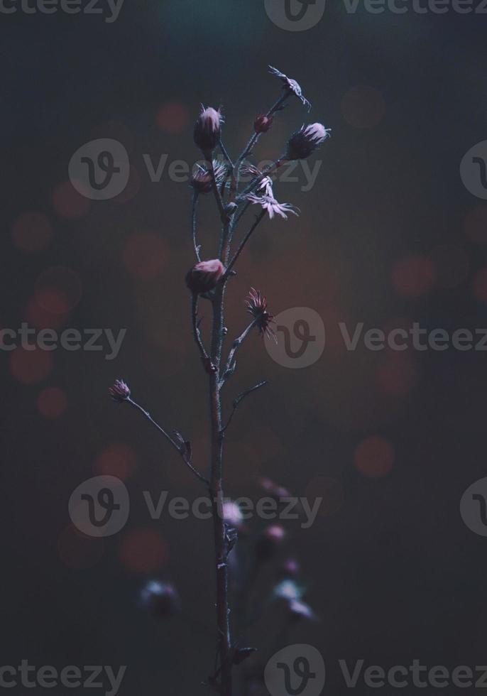 Dry flowers plant in the nature photo