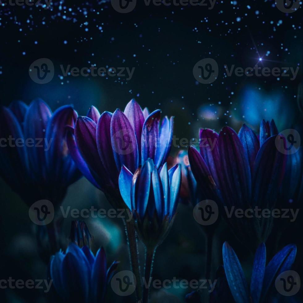 Dry flowers plant in the nature photo