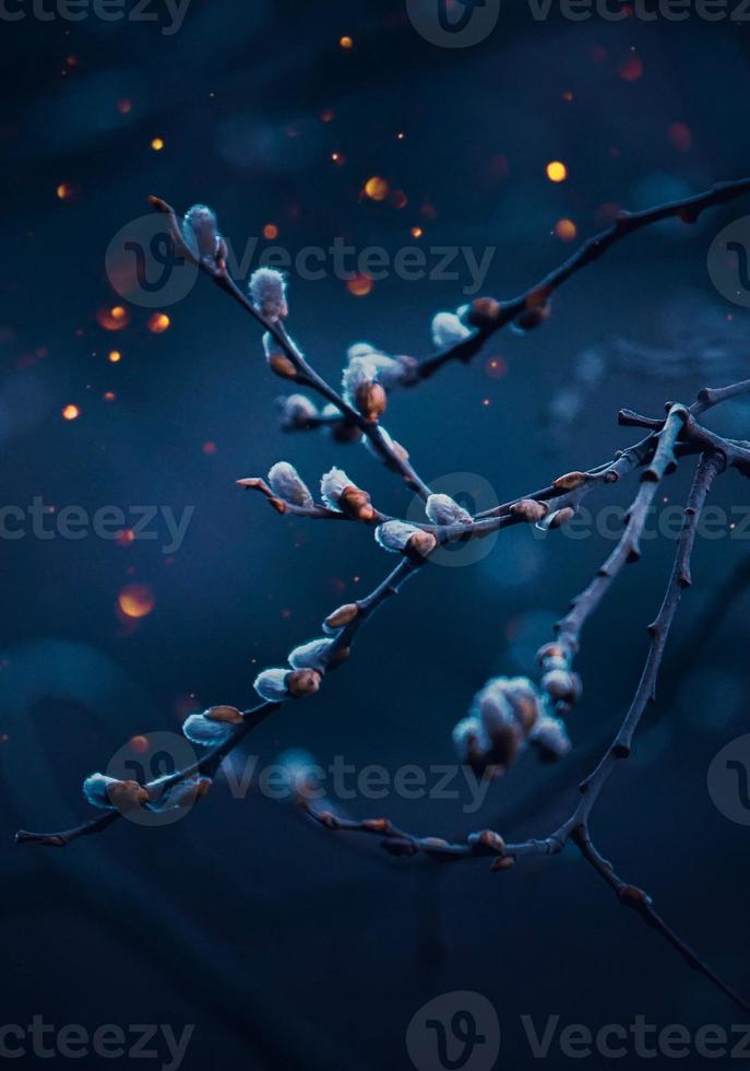 Tree branches and leaves in springtime photo