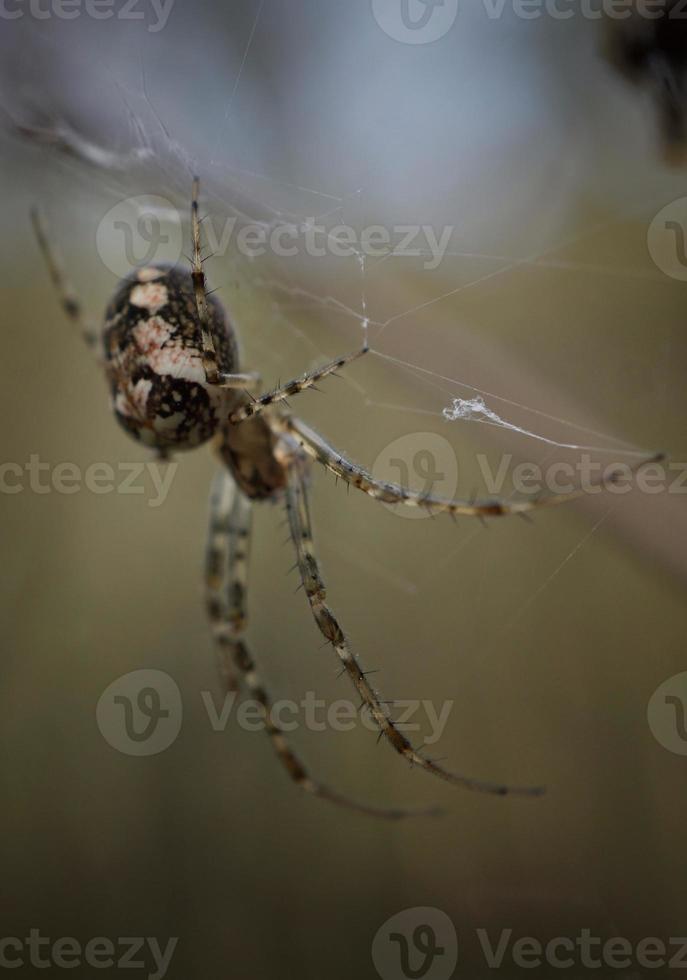 Spider in the nature photo