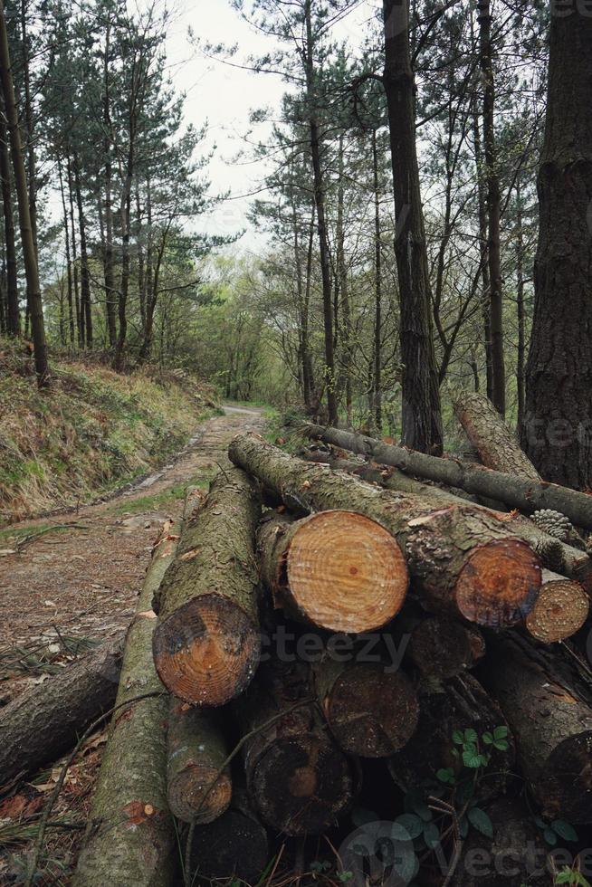 Trees in the forest in spring season photo