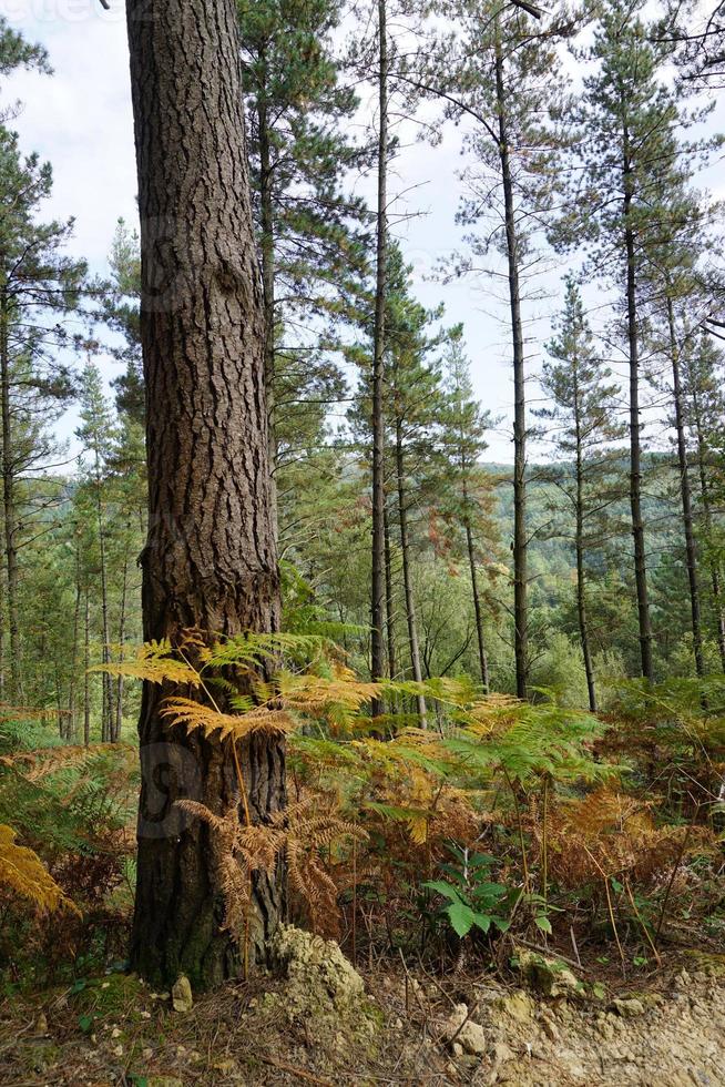 Trees in the forest in spring season photo