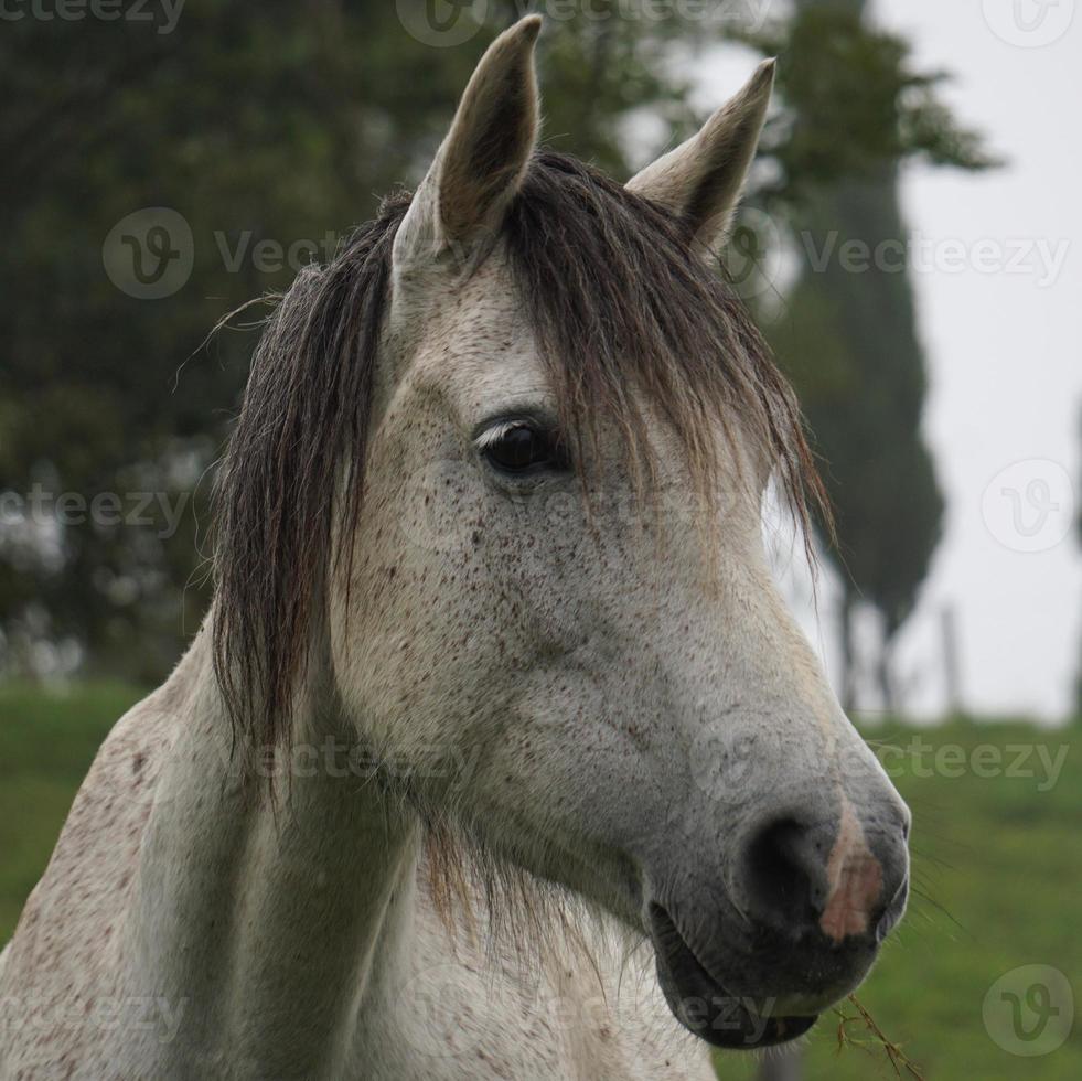 Hermoso retrato de caballo blanco en la pradera foto