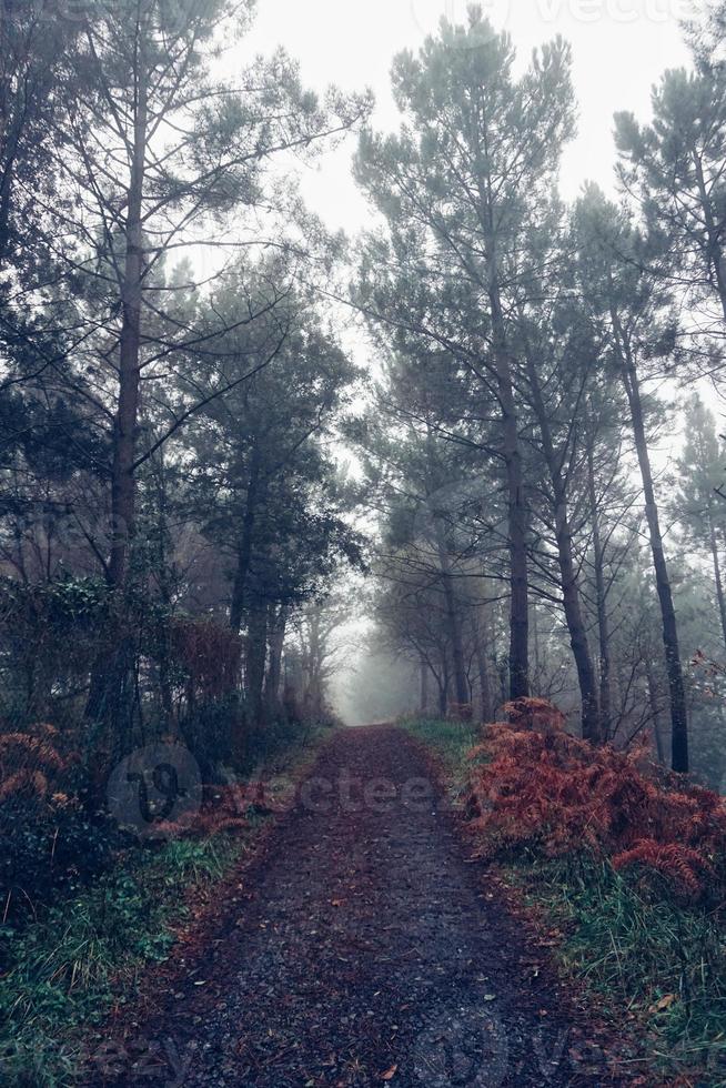 camino con arboles rojos en la montaña foto