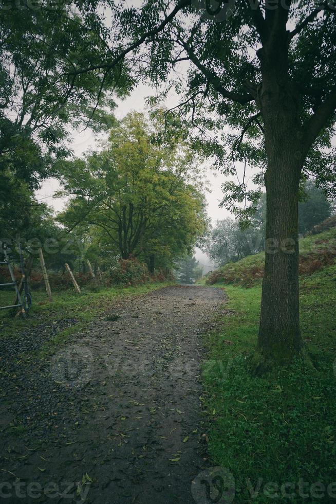 camino con vegetación verde en el bosque foto