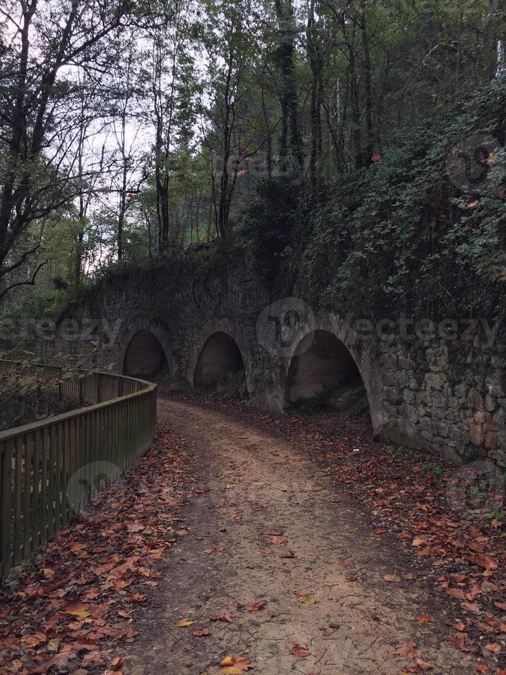 camino con vegetación verde en el bosque foto