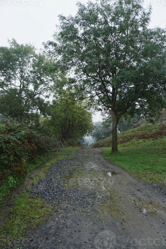 Road with green vegetation in the forest photo