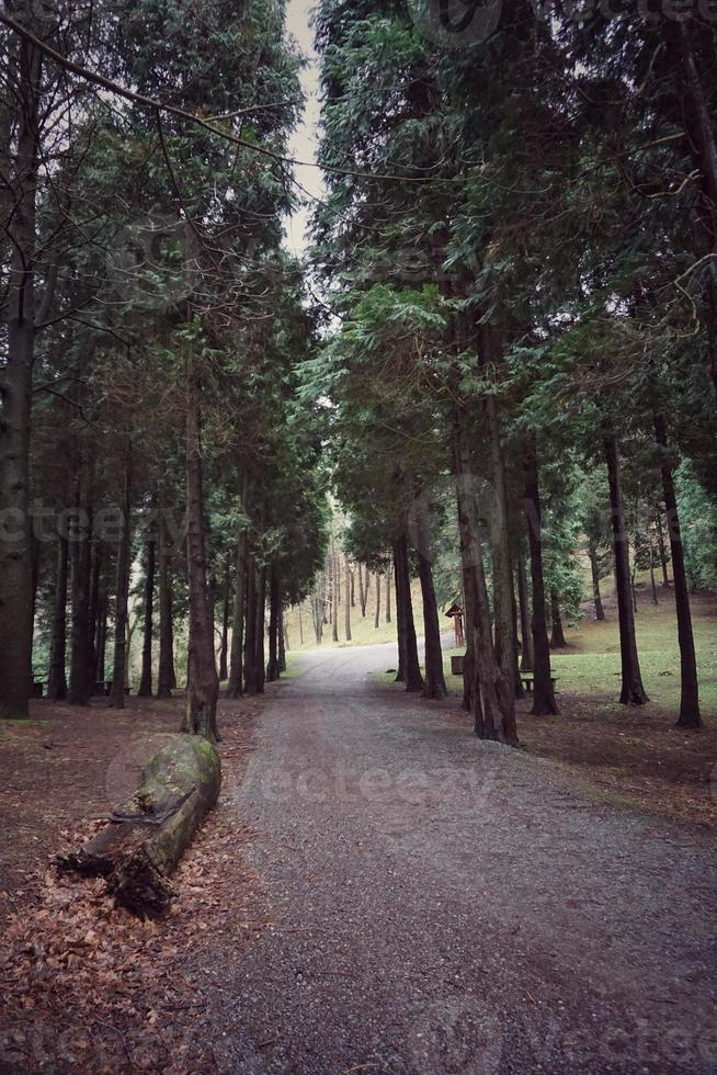 Road with green vegetation in the forest photo