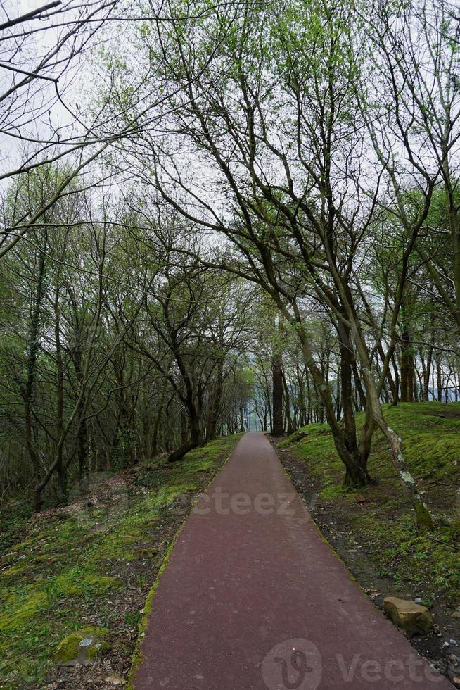 Road with green vegetation in the forest photo