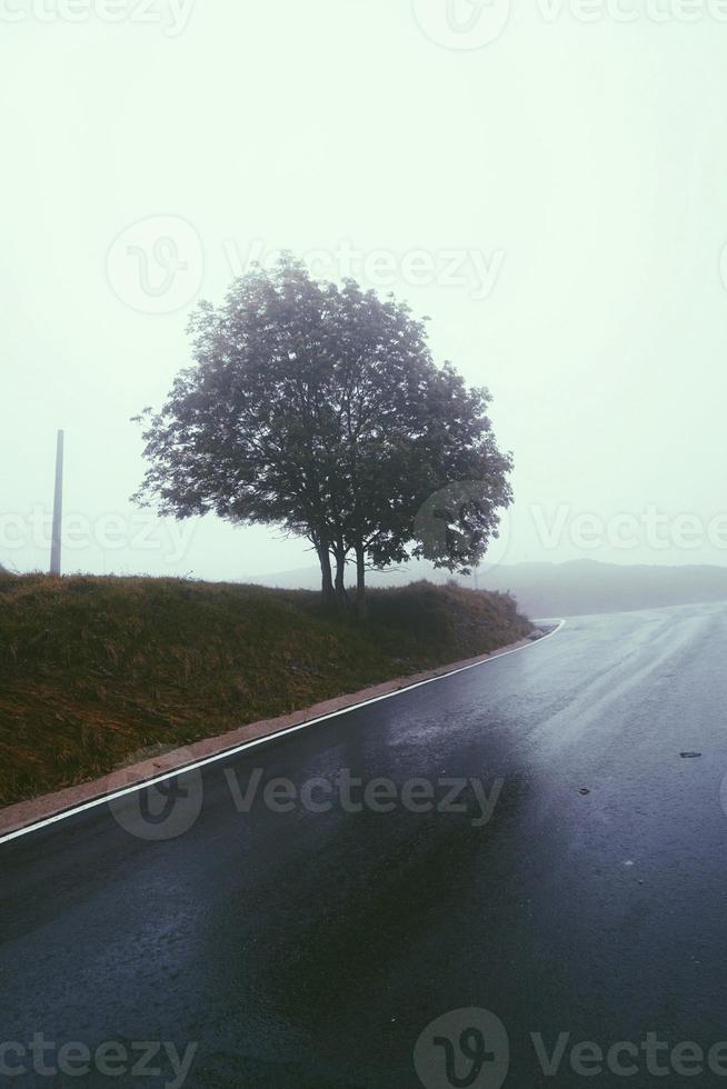 camino con vegetación verde en el bosque foto