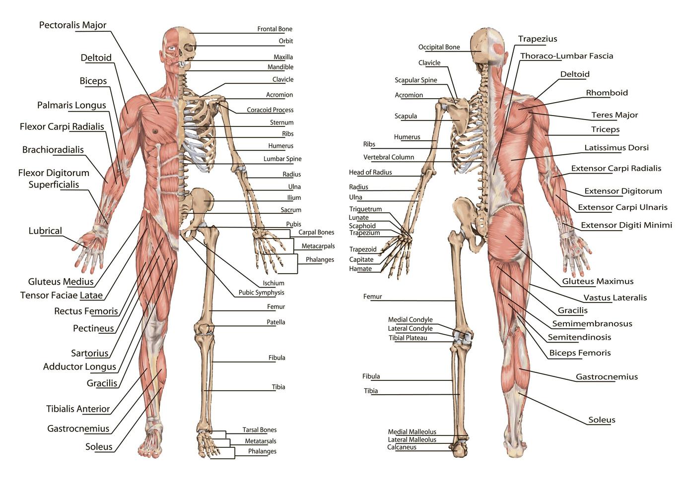 Human info graphic chart design vector