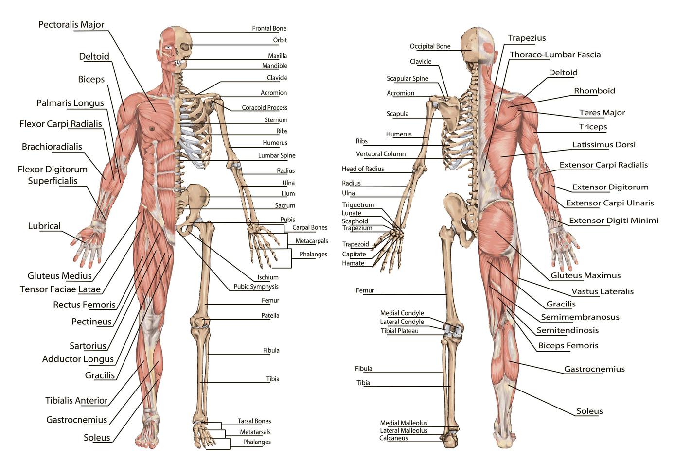 diseño gráfico de información humana vector