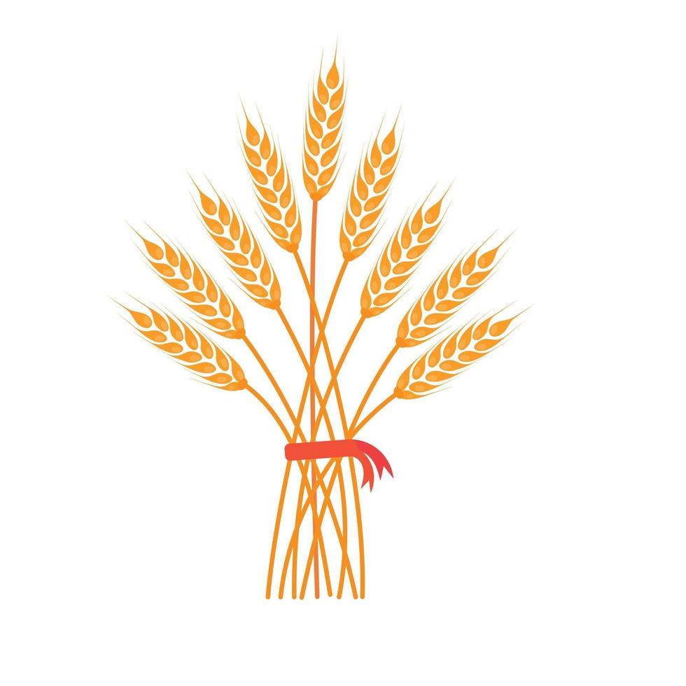 Big bunch of wheat, barley or rye ears with whole grain and dry leaves, golden wheat, rye or barley crop with red ribbon harvest symbol or icon sign flat style design vector illustration isolated