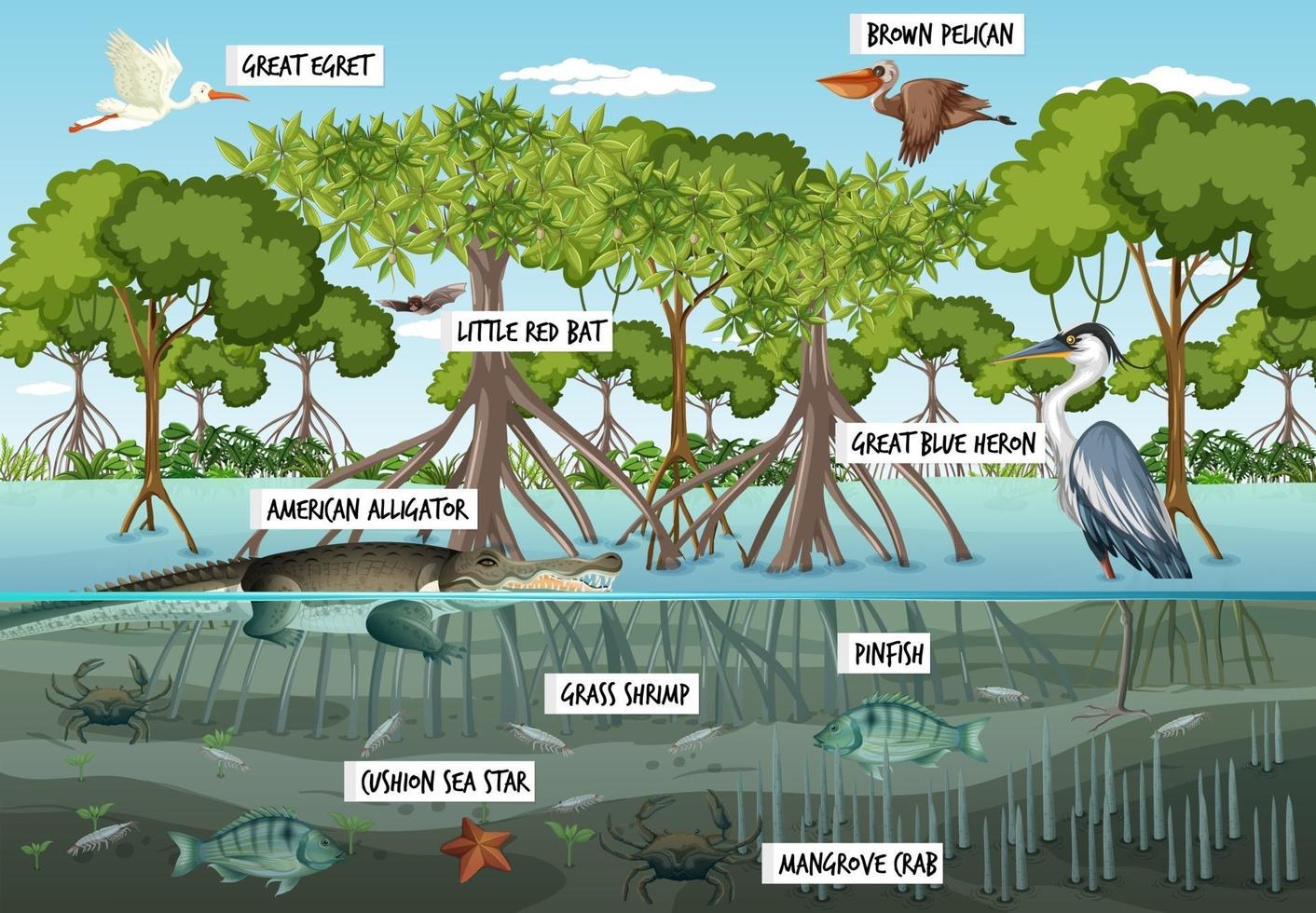 Escena del paisaje del bosque de manglares durante el día con muchos animales diferentes vector