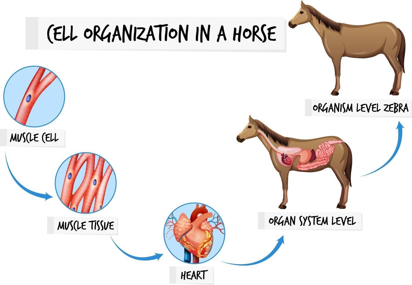 diagrama que muestra la organización celular en un caballo vector