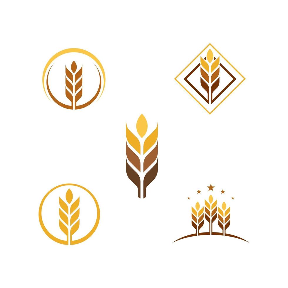 Agriculture wheat vector