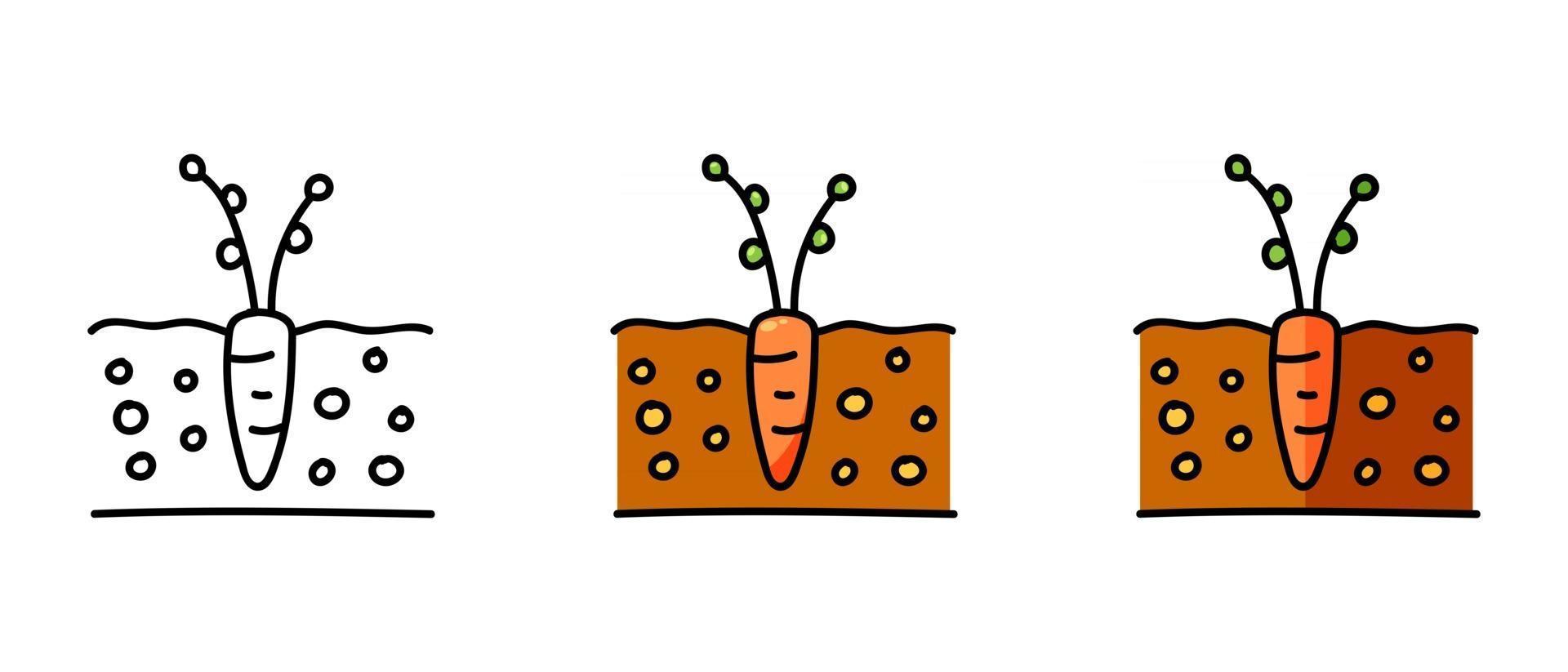 Símbolos de contorno y color de una plántula de zanahoria. vector
