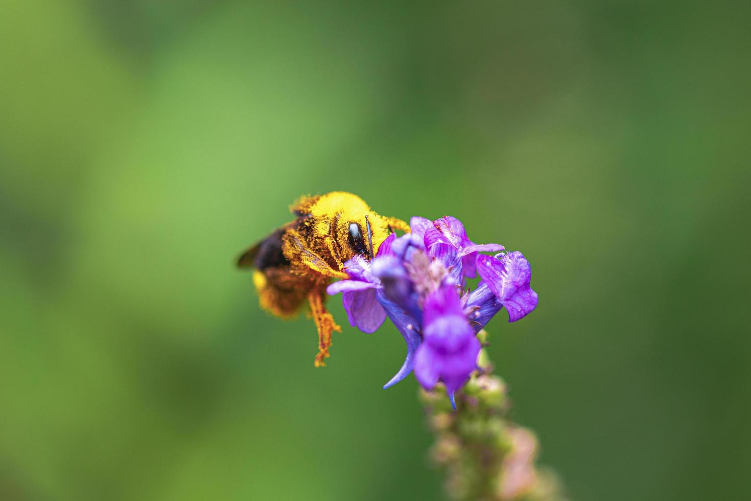 Bee on lavender photo