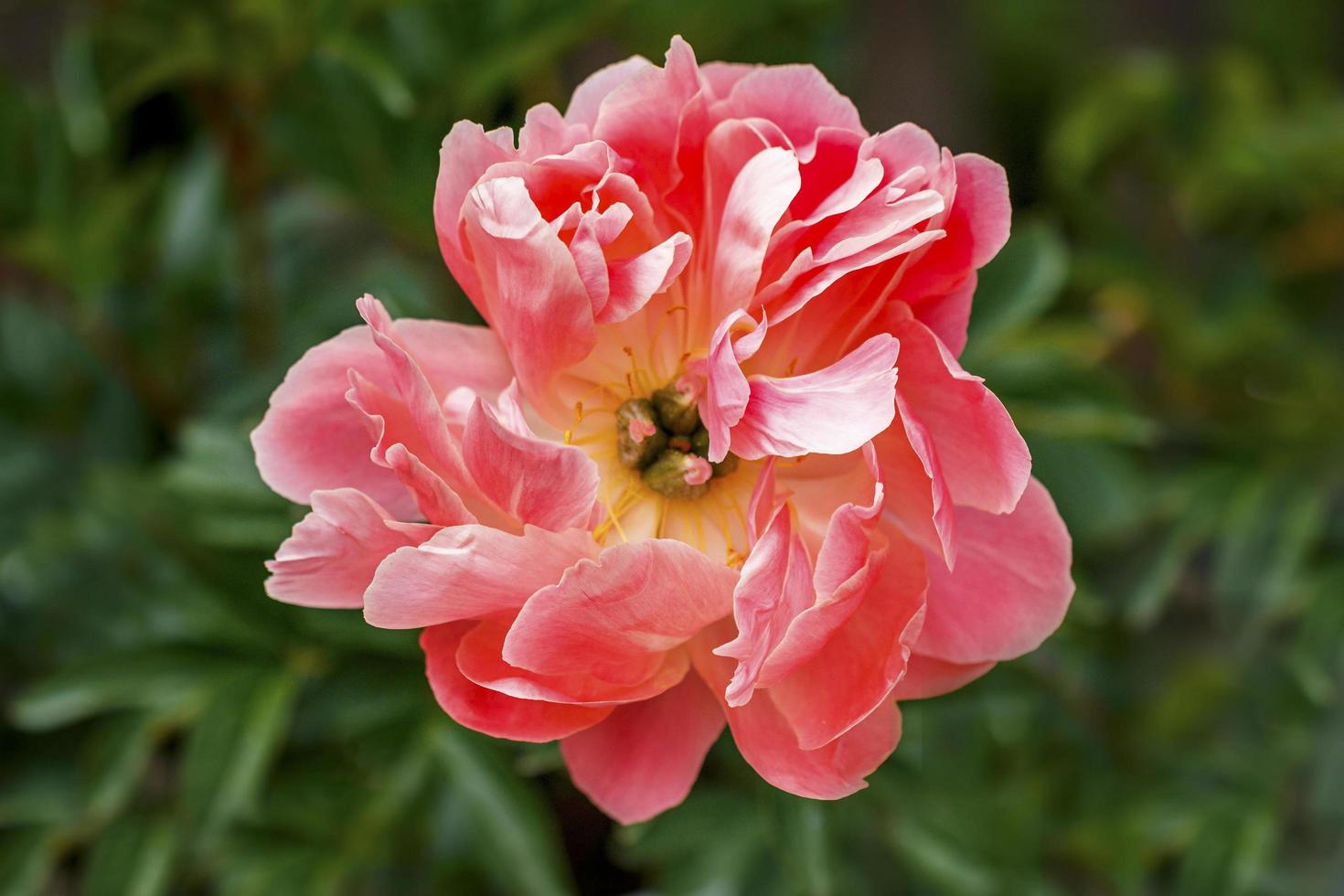 primer plano de peonía rosa foto