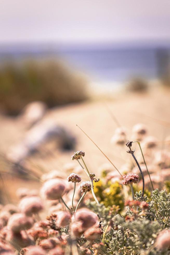 Coastal dune flowers photo