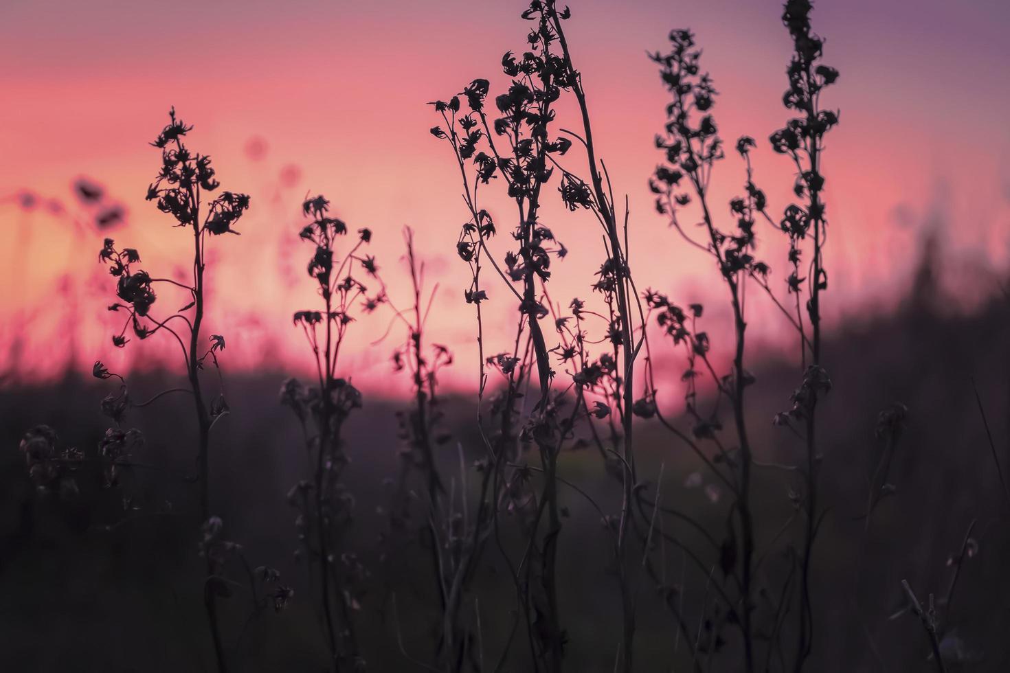 Flower silhouettes at sunset photo