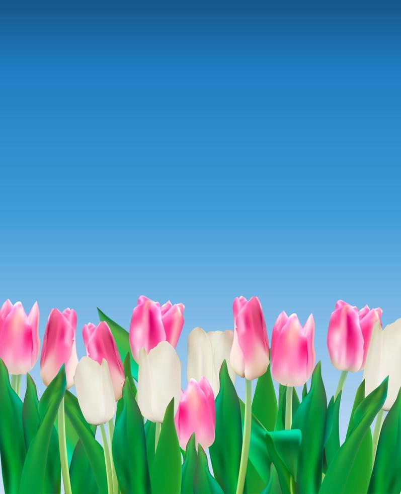 Realistic Vector Illustration Colorful Tulips Background