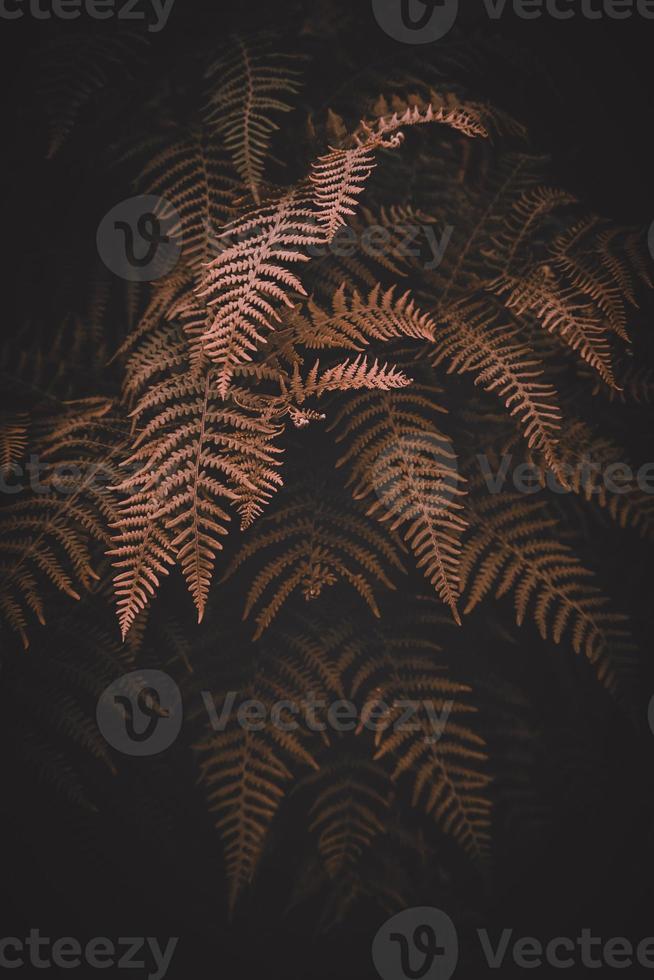 hojas de helecho marrón en la naturaleza en la temporada de otoño foto