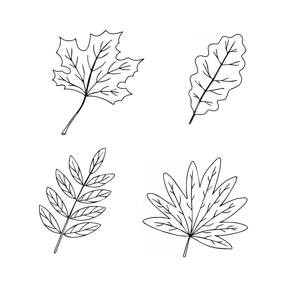 Set of autumn leaves isolated on white background. Vector illustration in hand drawn outline style. Black and white sketch style drawing