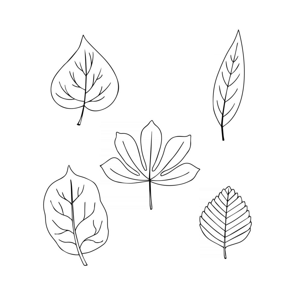 Collection of autumn leaves isolated on white background. Vector set illustration in hand drawn outline style. Black and white sketch style drawing