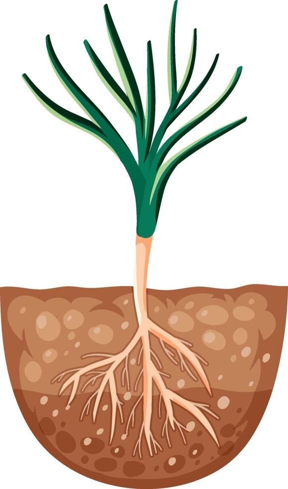 Growing plant with roots in soil vector