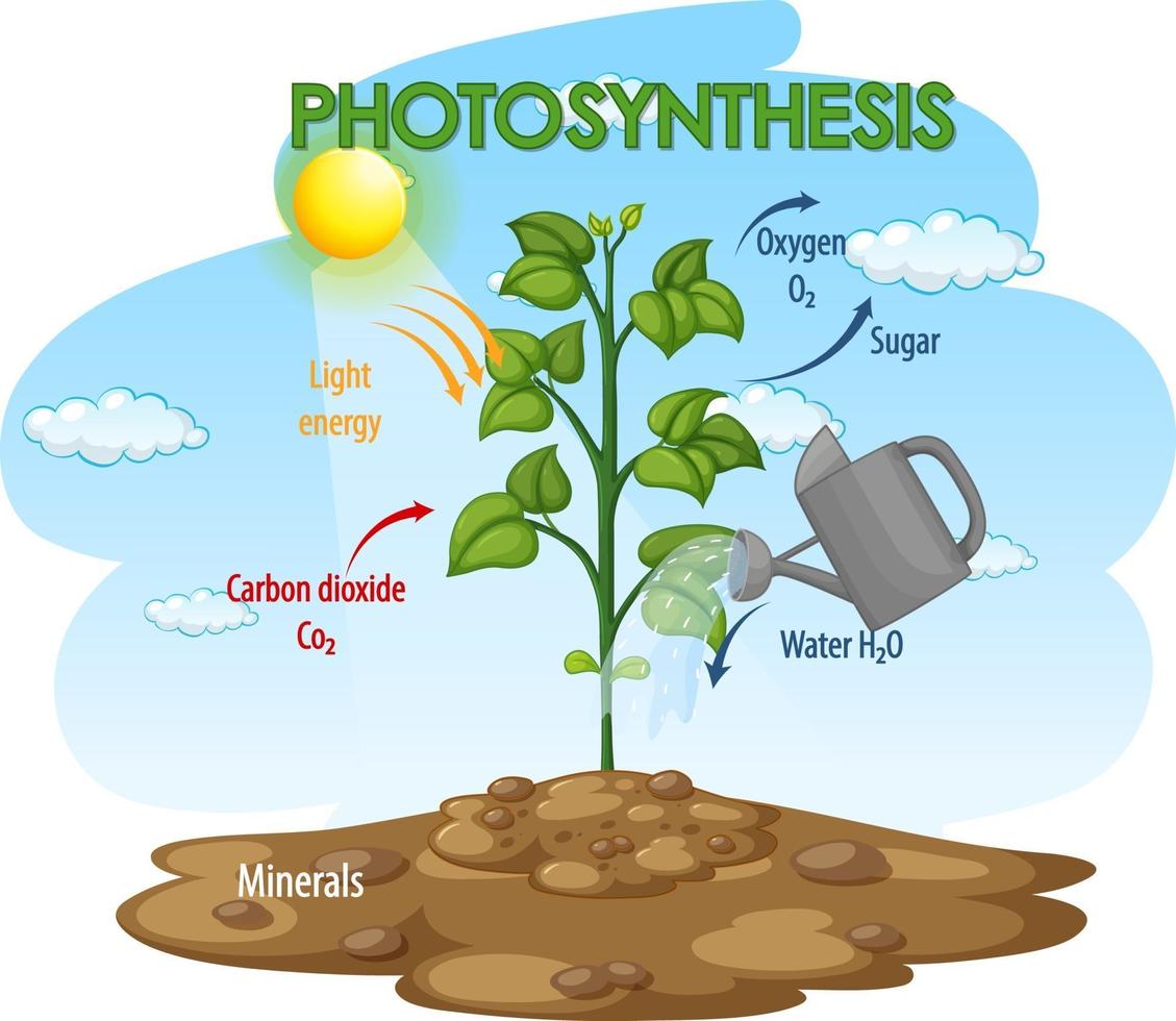 Diagram showing process of photosynthesis in plant vector