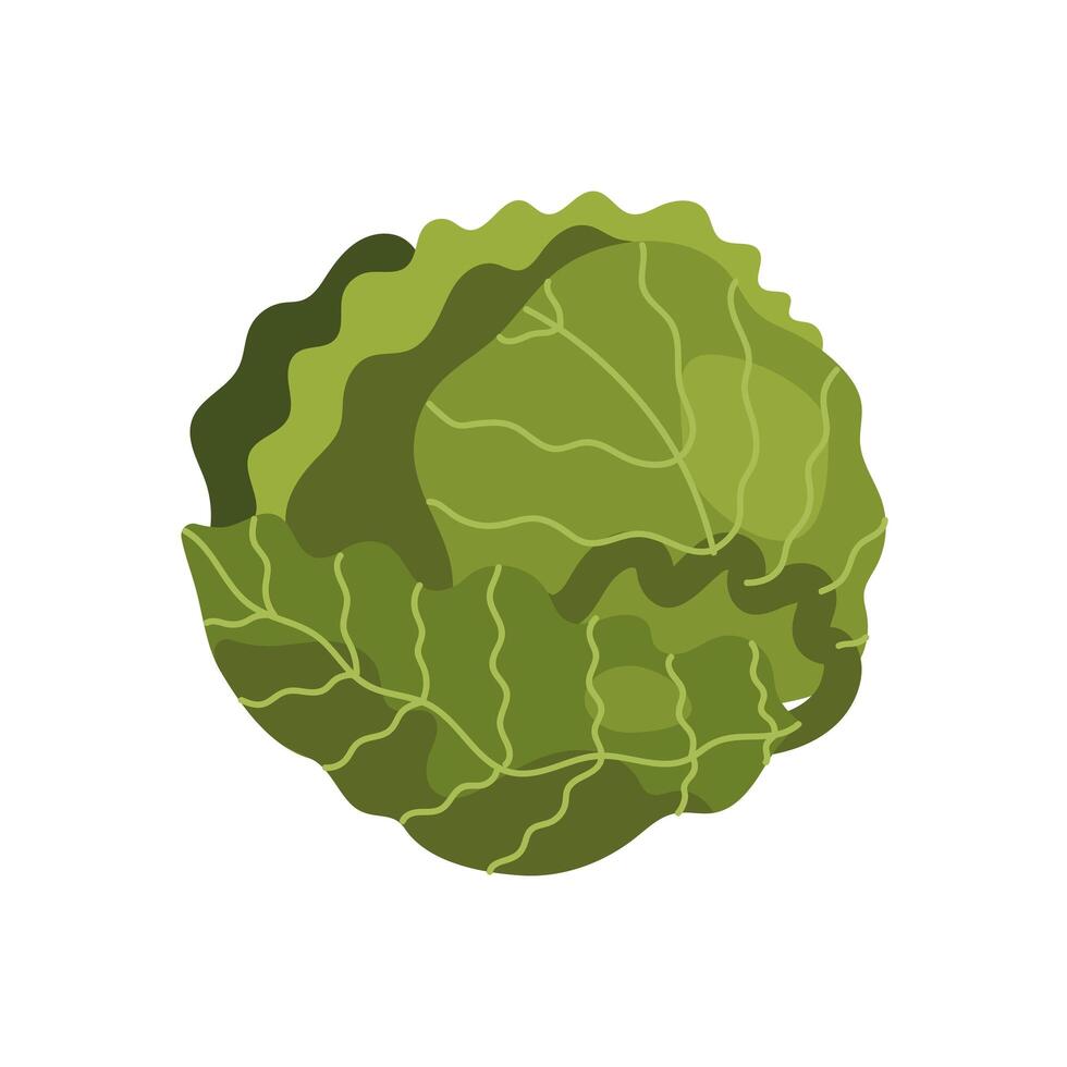 cabbage fresh vegetable vector