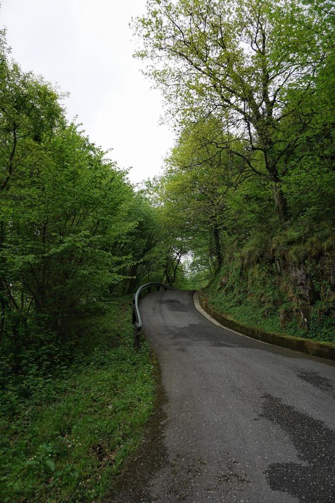 Road with green vegetation in the forest photo