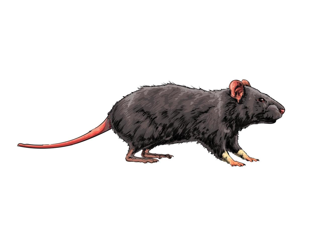 rata, ratón de un toque de acuarela, dibujo coloreado, realista. ilustración vectorial de pinturas vector