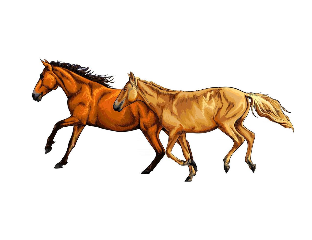 dos caballos corren al galope de un toque de acuarela, boceto dibujado a mano. ilustración vectorial de pinturas vector